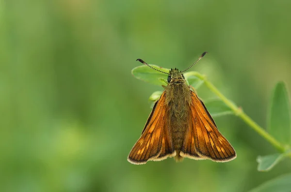 Büyük Bir Kelebek Ochlodes Sylvanus Çayırdaki Vahşi Bir Bitkinin Üzerinde — Stok fotoğraf