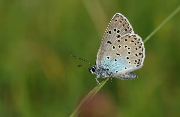 珍しい大きな青い蝶 フェンガリオン 牧草地の草の刃の上に休んで — ストック写真