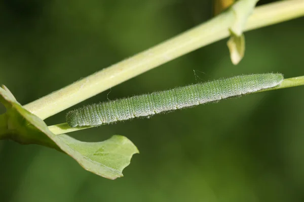 Een Oranje Tip Vlinder Caterpillar Anthocharis Kardamines Die Zich Voedt — Stockfoto