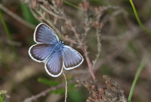 Joli Papillon Bleu Argenté Plebejus Argus Perché Sur Une Bruyère — Photo