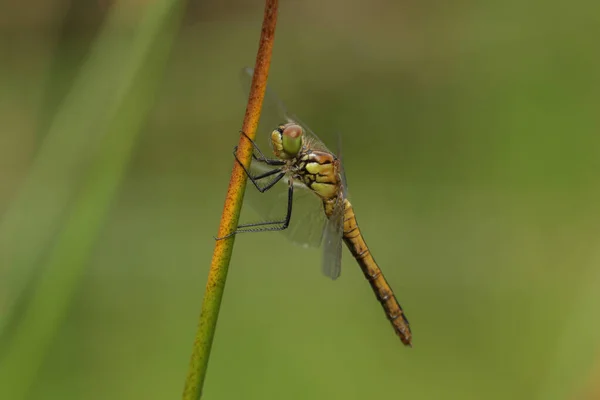 Recém Surgido Ruddy Darter Dragonfly Sympetrum Sanguineum Pousando Uma Cana — Fotografia de Stock
