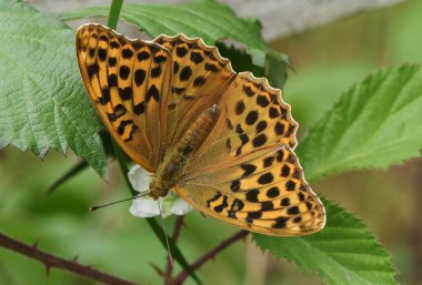 Dişi gümüş yıkanmış Fritillary Butterfly, Argynnis paphia, böğürtlen çiçekleriyle besleniyor..