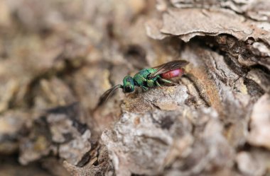 Yakut kuyruklu bir eşekarısı, Chrysididae, ormandaki bir ağaç gövdesinde dinleniyor..