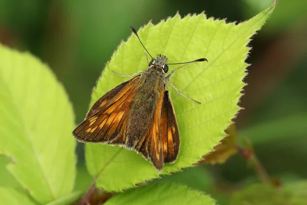 Güzel Bir Büyük Kelebek Ochlodes Sylvanus Bir Yaprağa Tünemiş — Stok fotoğraf