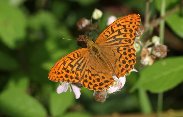 Male Silver Washed Fritillary Butterfly Argynnis Paphia Nectaring Blackberry Flowers — Stock Photo, Image