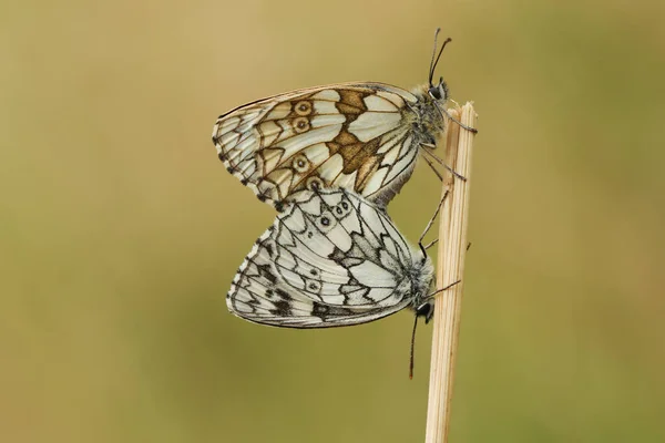 Par Acasalamento Marbled White Butterfly Melanargia Galathea Descansando Tronco Planta — Fotografia de Stock
