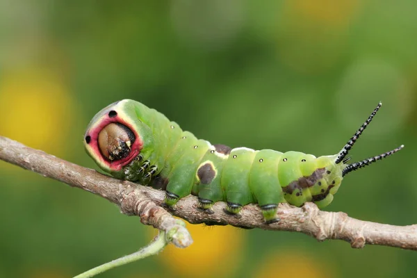 Puss Moth Caterpillar Cerura Vinula Alimentando Uma Folha Álamo Floresta — Fotografia de Stock