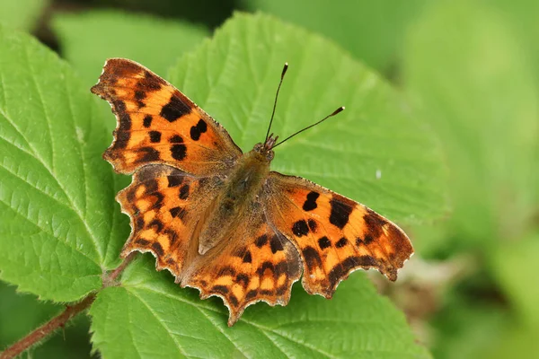 Pretty Comma Butterfly Polygonia Album Perched Bramble Leaf Wingspreads — Stock Photo, Image