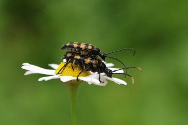 Çiftleşen bir çift Longhorn Beetle, Leptura quadrifasciata, bir kır çiçeğinin üzerinde.