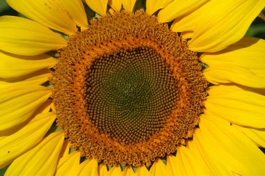 Güzel bir Ayçiçeği, Helianthus Annuus, İngiltere 'de bir kır çiçeği çayırında yetişiyor..
