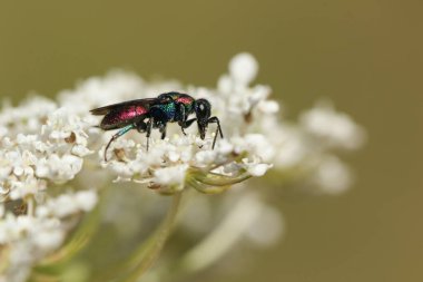 Güzel bir Guguk Arısı, Hedychrum Rutilan çiçekli bir havuç poleniyle besleniyor..