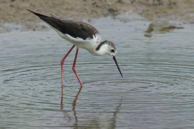 Dişi bir siyah kanatlı Stilt, Himantopus himantopus, gölün kenarında besleniyor..