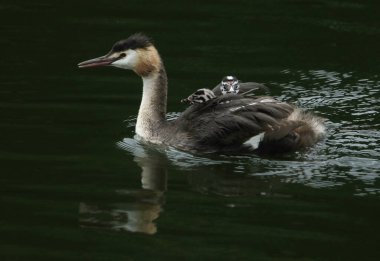 Büyük bir ibikli yunus, Podiceps kristali, nehirde yüzüyor, sırtında üç sevimli bebeği ile..