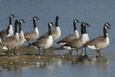 Kanada kazları, Branta kanadensis, bir gölün kenarında duruyor..