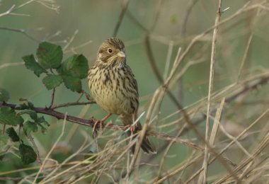 Mısır Bunting 'i, Emberiza Calandra, çalıların üzerine tünemiş.