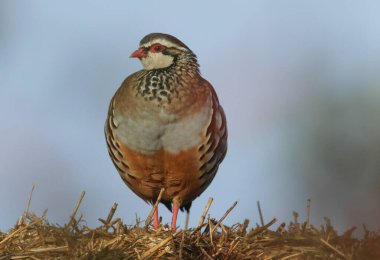  Kırmızı bacaklı bir Partridge, Alectoris höyüğü, saman balyalarının üzerine tünemiş..