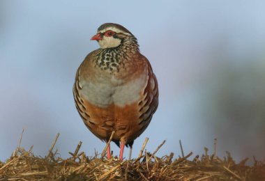  A Red-Legged Partridge, Alectoris rufa, perched up high on bales of straw. clipart