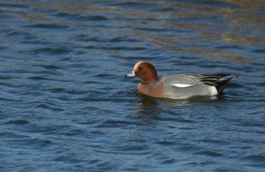 Bir drake Wigeon, Anas Penelope, gölde yüzüyor..