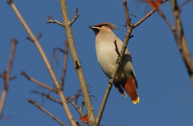 Bir Bohem Waxwing, Bombycilla Garrulus, bir ağacın dalına tünemiş. Birleşik Krallık 'a sonbahar kış ziyaretçisi.