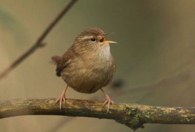 Güzel bir şarkı söyleyen Wren, Troglodit trogloditleri, bir ağacın dalına tünemiş. 
