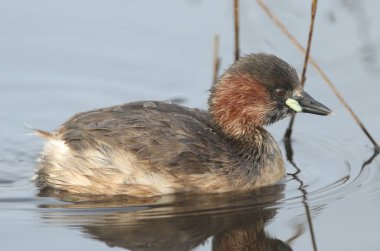 A Little Grebe (Tachybaptus ruficollis) swimming on a lake hunting for food. clipart