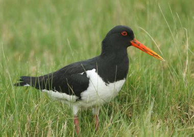 Bir istiridye avcısı (Haematopus ostralegus) bir çayırda besleniyor.