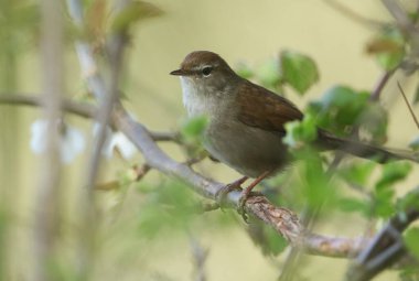 Utangaç ve yakalanması zor bir Cetti 'nin Warbler' ı (Cettia cetti) bir ağacın dalına tünemişti..