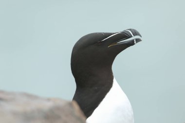 Bir Razorbill 'in, Alca Torda' nın, üreme mevsiminde denizdeki bir adanın kayalık yüzünde çekilmiş bir fotoğrafı..