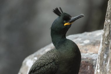 Bir Shag, Gulosus aristotelis, bir uçurumun kenarında üreme mevsiminde denizdeki bir adada.