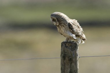 A magnificent hunting Short-eared Owl, Asio flammeus, perching on a fence post in the Moors. clipart