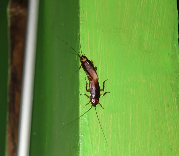 Kakkerlak Geplakt Aan Groene Muur — Stockfoto