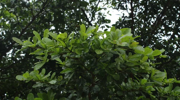 stock image green leaves that thrive and get enough sunlight to keep growing so that it still provides fresh air every day