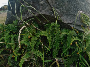 bir kayanın üzerinde yetişen yeşil bitki