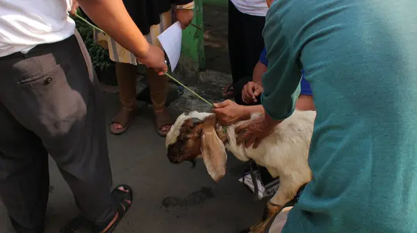 Jakarta, Endonezya - 08 11 2019: Müslümanlar için Kurban Bayramı 'nda kesilecek bir keçi