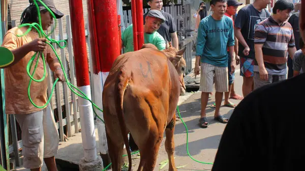 Jakarta, Endonezya - 08 11 2019: Bayram kutlamaları için teslim edilirken elektrik direğine bağlanmış kahverengi bir inek