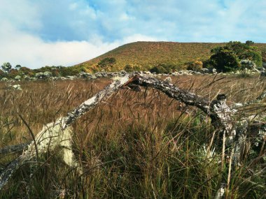 Kahverengi çayır manzarası ve Gede Pangrango Dağı 'nın ovasında kırık bir dal.