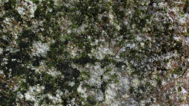 Kar benzeri bir kaya üzerinde büyüyen yosunların soyut arkaplanı