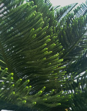 Doğada bulunan eşsiz yaprak şekilli süs bitkileri.