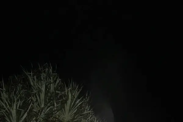 Uzun yeşil çimenli karanlık gece gökyüzü manzarası