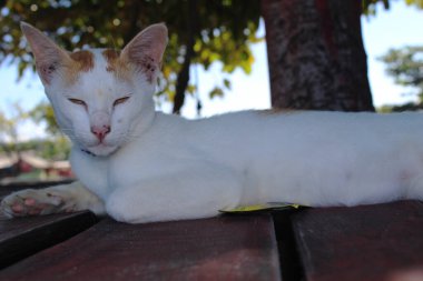 Ağacın altında uyurken gözlerini kapayan beyaz bir kedinin ifadesi.