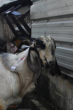 Müslümanlar için düzenlenen Kurban Bayramı 'nda kurban edilmeye hazır beyaz bir keçi.