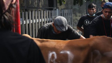Jakarta, Endonezya 07: 20 2021: Müslümanlar için düzenlenen Kurban Bayramı 'nda kahverengi inekleri evcilleştiren beyler