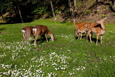 Benekli geyik sürüsü yeşil bir çayırda ot yiyor. Vahşi doğadaki hayvanların fotoğrafı..