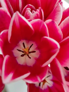 Çiçek açan kırmızı lale, yakın plan. Bahar çiçeklerinin güzel arka planı