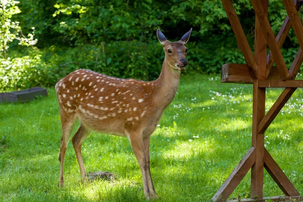 Young Spotted Deer Forest Clearing Eating Wooden Feeder — Stock Photo, Image