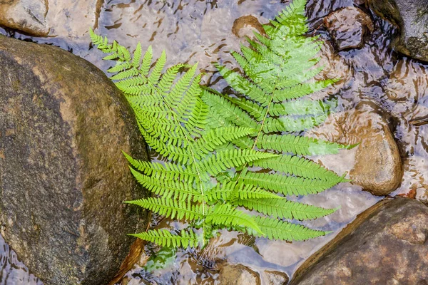 Green Fern Leaf Water Stones — Stock Photo, Image