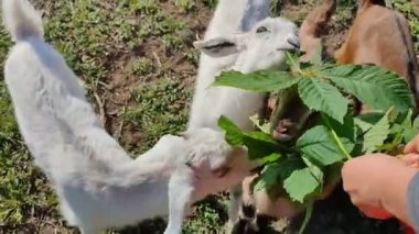 Yeşil çimen tutan ve küçük keçileri besleyen kız.
