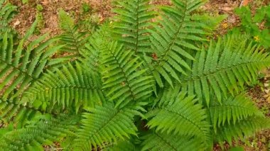 Ormandaki yeşil eğreltiotu çalısı. Kamera yeşil eğrelti otunun içine yakınlaştır