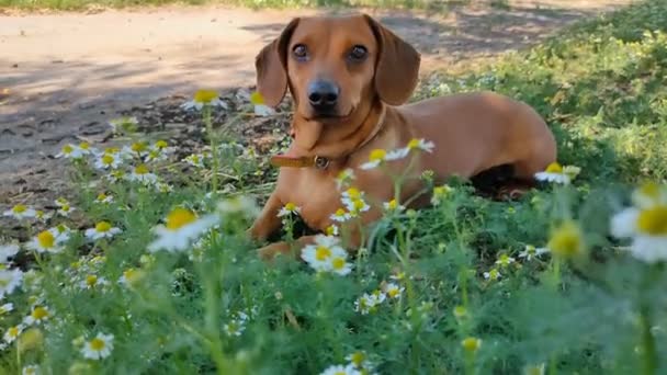 Tacskó Fajta Kutyája Zöld Vadvirágok Között Fekszik Pihenj Egy Napsütéses — Stock videók