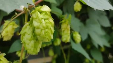 Yeşil taze çiçek ve yapraklar, yakın plan.